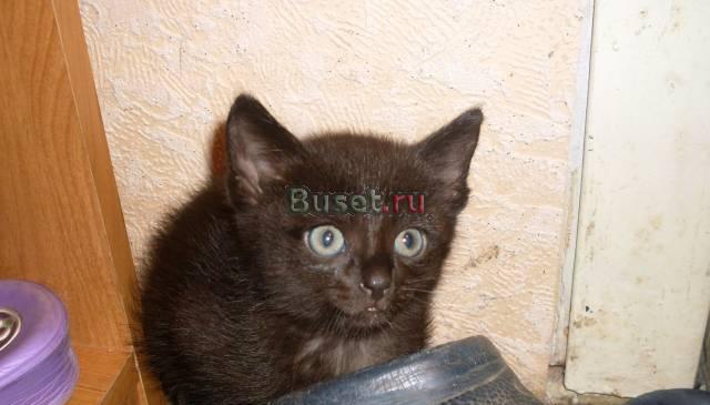 Милые котята Красноярск