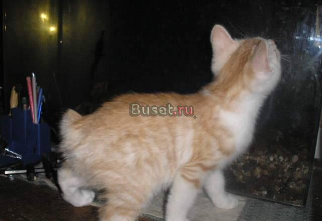 Котята Курильского бобтейла -котята-курильчата Краснодар