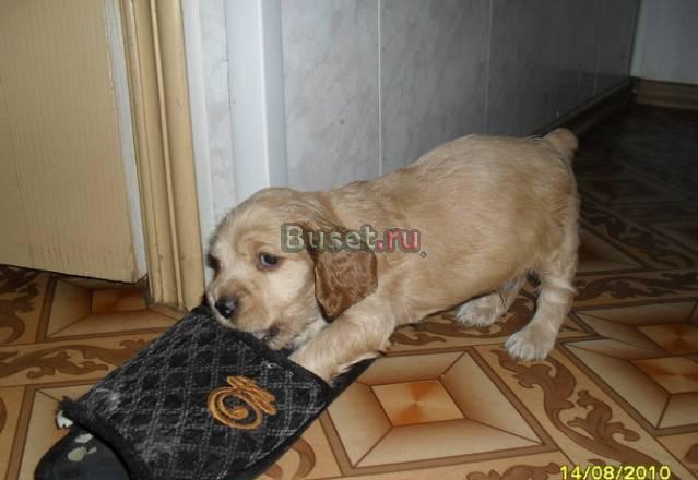 Щенки английского кокер спаниеля Саратов