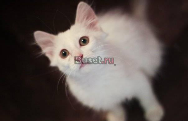 Белые пушистые котята ищут хозяев Санкт-Петербург