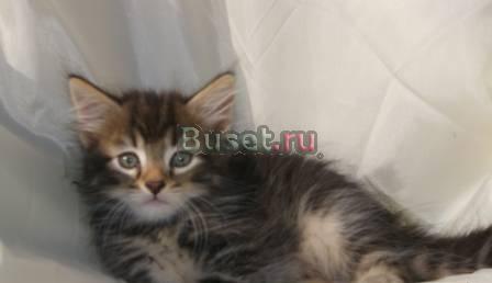 Сибирские котята Санкт-Петербург