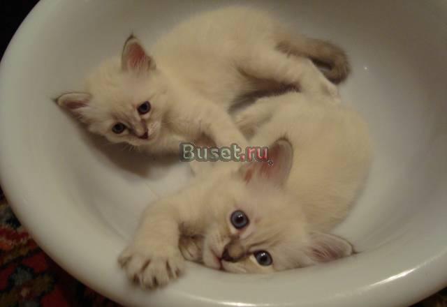 Очаровательные котята породы "Священная Бирма" Москва