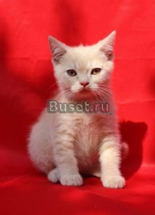 Шотландская короткошерстный котик Санкт-Петербург