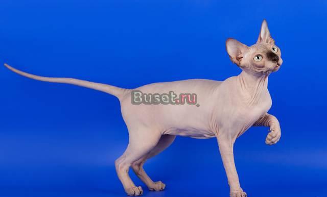 Канадская кошечка шоу-класса Саратов