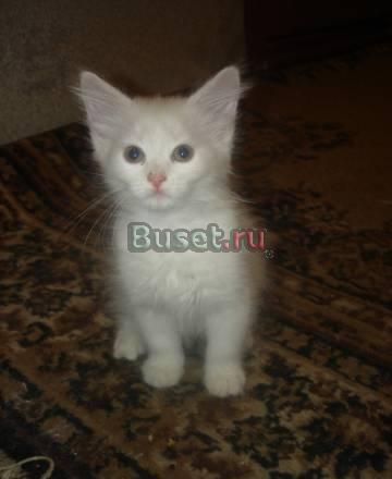 Отдам в хорошие руки кошечку-ангорку Москва
