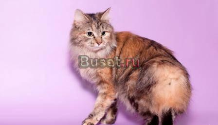 Продам котят породы Курильский бобтейл Пенза