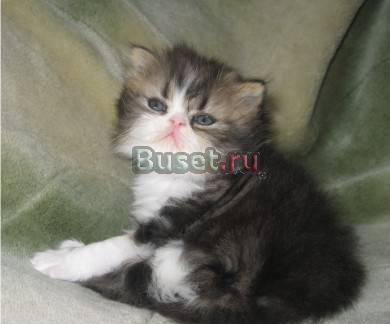 Персидская кошечка Пермь