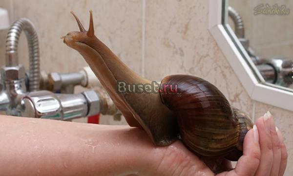 Ахатины Шатура