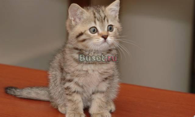 Клубный шотландский мальчик Щёлково