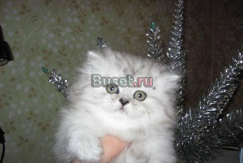 Персидские и  экзотические котята Москва