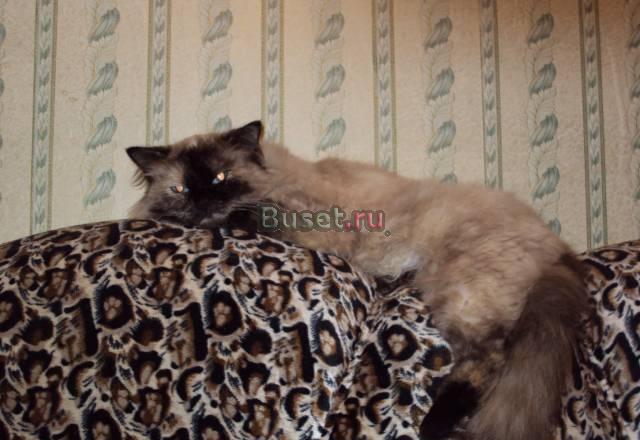 Весёлые котята Клин