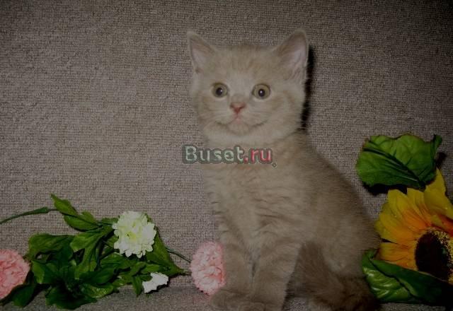 Шотландские котятаПлюшевое счастье Москва