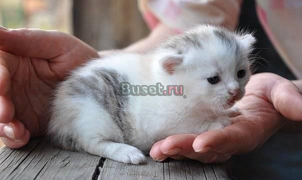 Котёнок-девочка в добрые руки Саратов