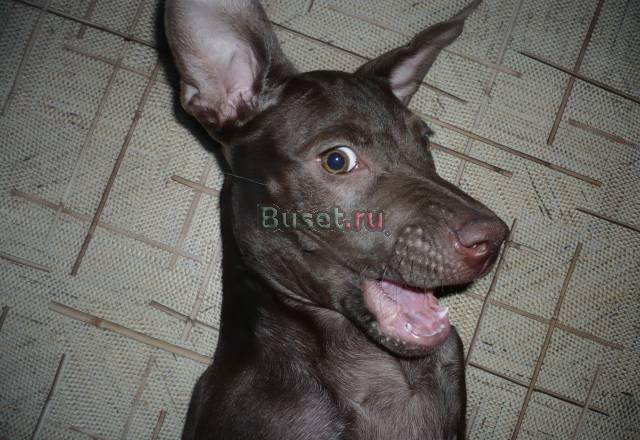 Продаю щенка Новочебоксарск
