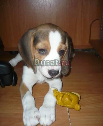 Щенки бигля от импортных родителей Москва