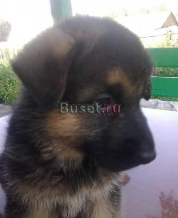 Щенки немецкой овчарки Красноярск