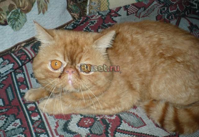 Котик на вязку Омск