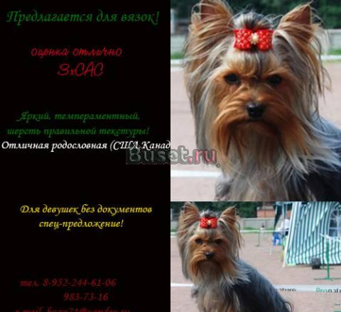 Вязка, предлагается для вязок йоркширский терьер Санкт-Петербург