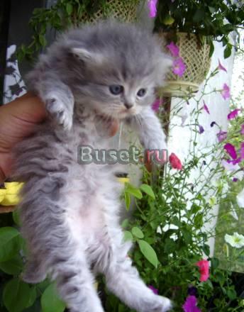Продам персидских котяток Екатеринбург
