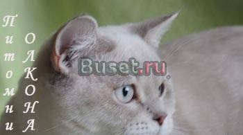 Британские, Шотландские вислоухие и прямоухие котя Москва