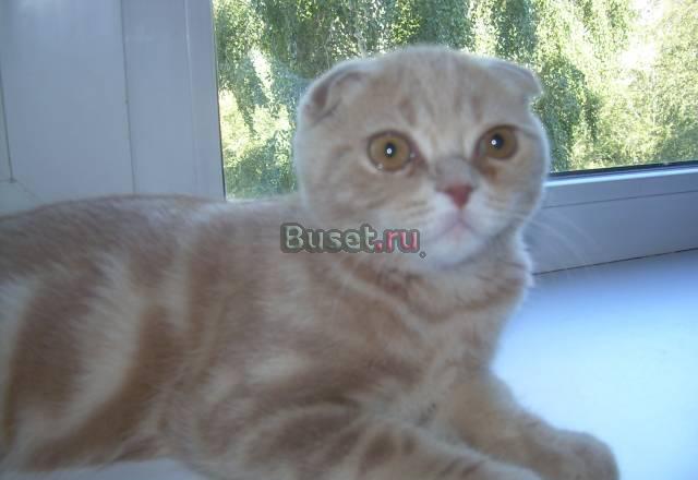 Продам шотландских котят Екатеринбург