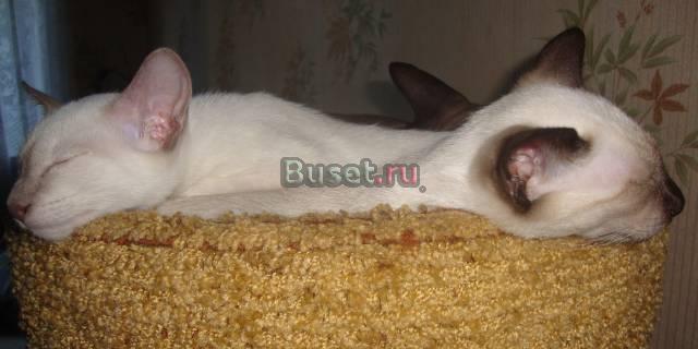 Петербургский сфинкс котики(вариация с документами Санкт-Петербург