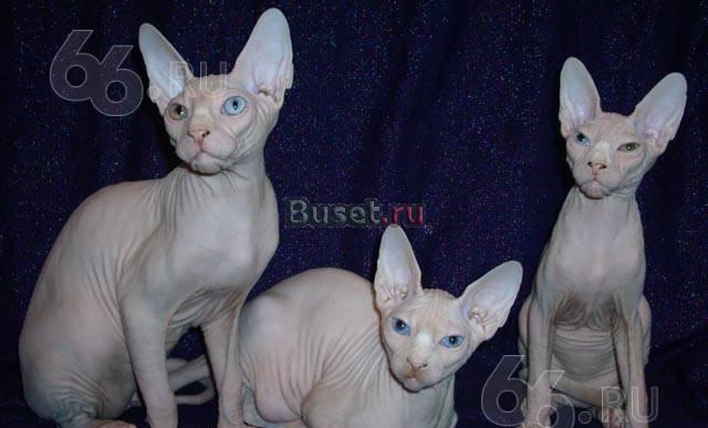 Котик Канадский сфинкс-один белый голубоглазый кот Екатеринбург