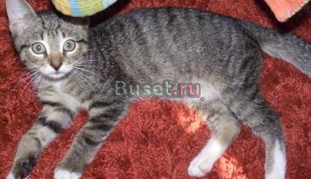 Котомальчик Вжик ждёт хозяина (2 мес.) Санкт-Петербург