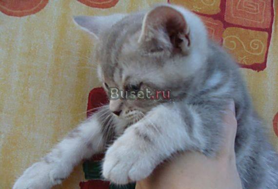 Лиловый мраморный британский клубный котик Москва