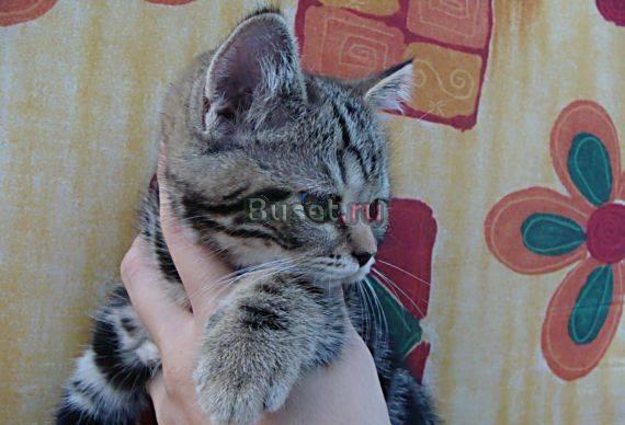 Чёрная на золоте британская клубная кошечка Москва