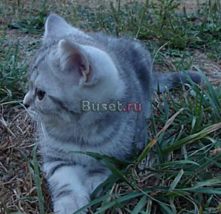 Голубая на серебре британская клубная кошечка Москва