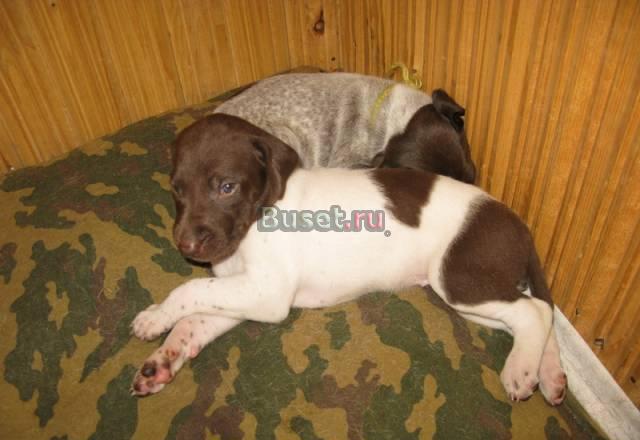 Щенки Немецкого Курцхаара чистокровные Санкт-Петербург