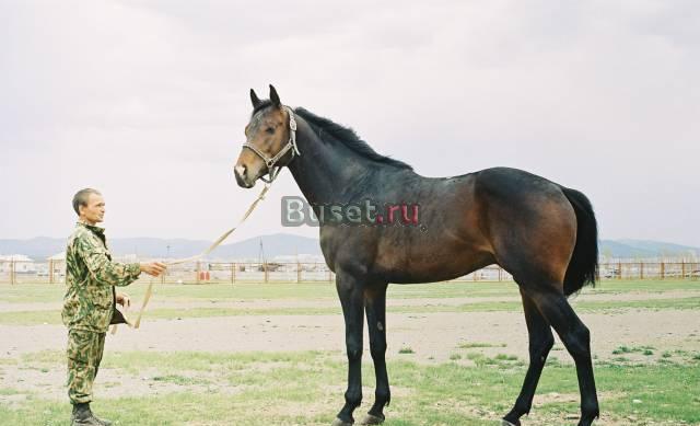 Гнедой   жеребец   2003 г.р.   чистокровной верхо Хабаровск