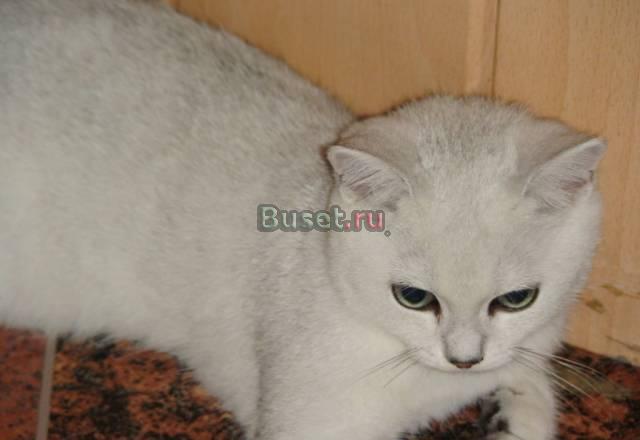Британские котята редкого окраса Челябинск