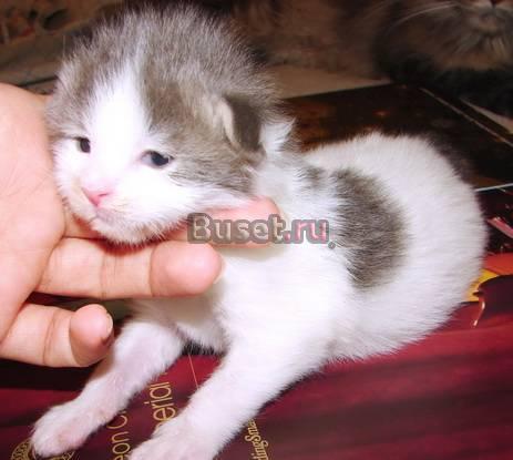 Мейн - Кун. Самая Большая кошка в мире Санкт-Петербург