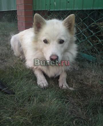 Короткошерстая Самоедская Лайка Казань