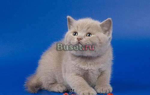 Шотландские короткошерстные котята Москва