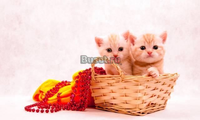 Редкие окрасы Британских котят Санкт-Петербург
