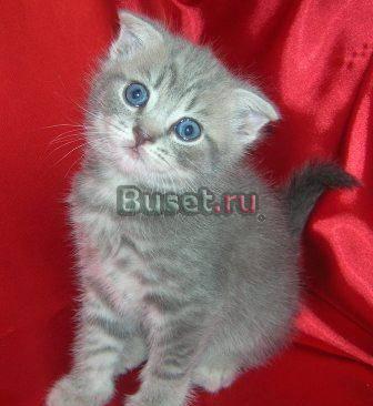 Эксклюзивные шотландские котики Москва