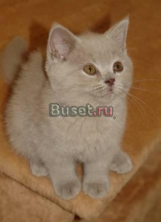 Британский котёнок лилового окраса Тула