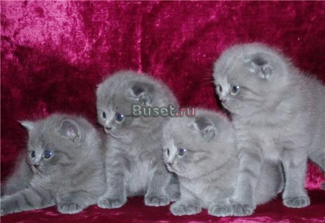 Котята британские и шотландские вислоухие Москва