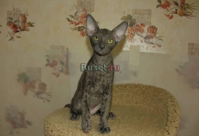 Клубные котята корнишата красивого окраса Москва