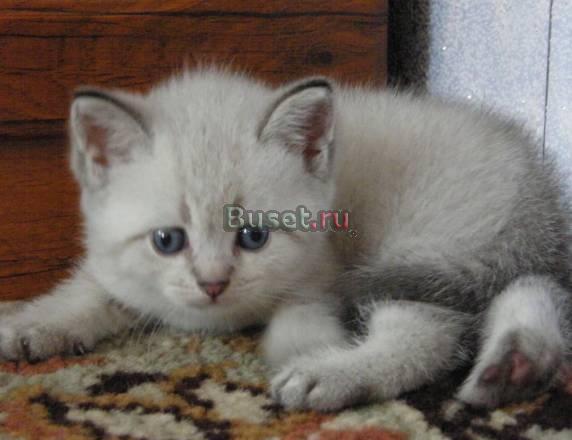 Белоснежные комочки в плюшевой шубке Москва