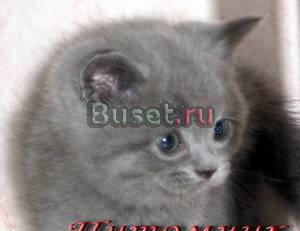 Британские клубные голубые котята  из vivian Москва