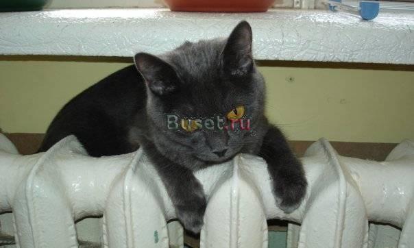 Хочу котёнка Северодвинск