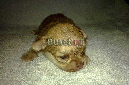 Выбирать собаку сердцем нужно- Чтобы друга выбрать Москва