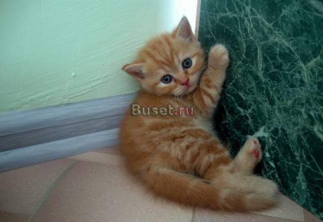 Котята Самара