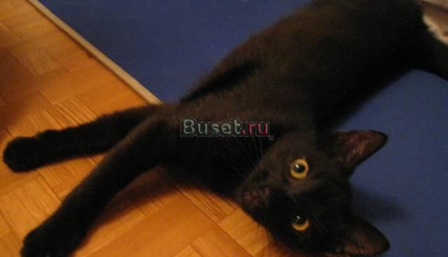 Отдам в хорошие руки черного котенка Санкт-Петербург