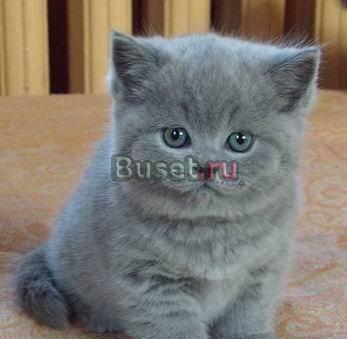 Шотандские котята Мытищи