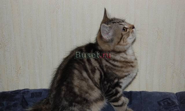 Золотые котята Белгород